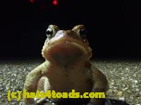 /home//u458753944/public_html/sourcegallery//////Roxborough Toad Detour/2021/2021-03-31/P3310117.JPG